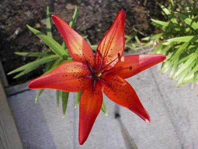 Tiger Lily Color Theme Ideas for a Wedding thumbnail