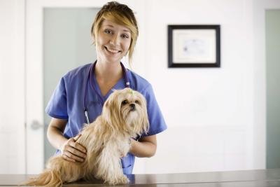 Steroid Medications for Canine Allergies thumbnail
