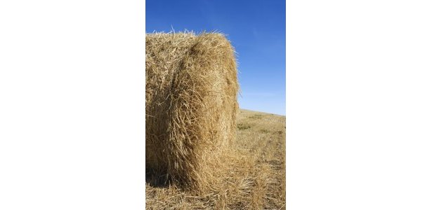 How to Interpret a Hay Test Report thumbnail