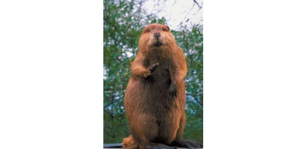 What Are Some Theories As to Why the Giant Beaver Is Extinct? thumbnail