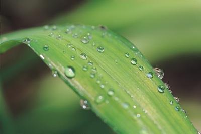 Plants+with+Parallel+Veined+Leaves Plants with Parallel Veined Leaves http://www.ehow.com/info_10017925 ...