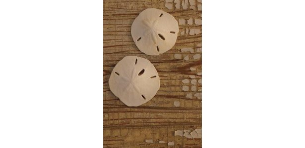 Craft Ideas Sand Dollars on Use Sand Dollars To Creatively Decorate Household Items