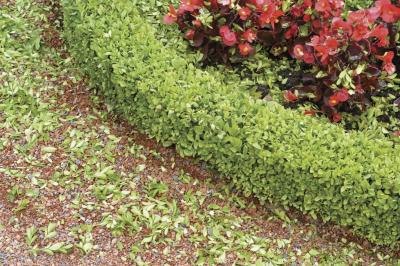  Gardening on How To Design A Boxwood Garden   Ehow Com