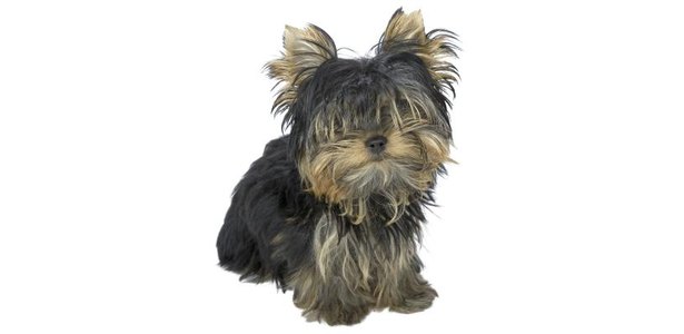 Dogs Hair Cuts Style on Ungroomed Fur Can Interfere With Your Yorkie Puppy S Vision