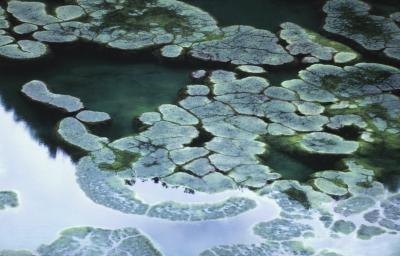 Microscopic Organisms in Pond Water
