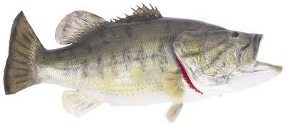 silver bass fish