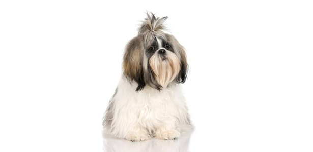 Maltese+shih+tzu+haircutspage