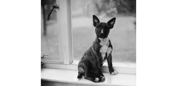 Dog Window Seat