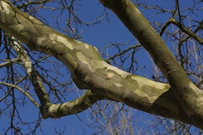 Trees Losing Bark