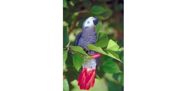 parrots mating