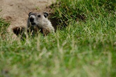 Animals+Digging+Holes+in+Yard Animals Digging Holes in Yard http://www.ehow.com/info_8230452_animals ...