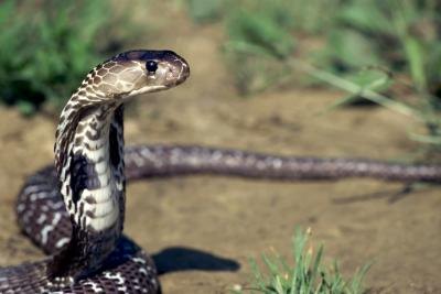 Snakes In Bangladesh