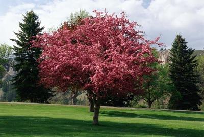 Carolina Tree