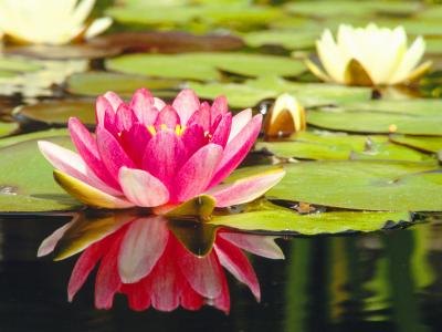 Create the look of floating lily ponds for your wedding centerpieces