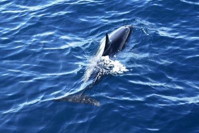 diner dolphin olympics