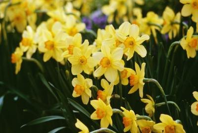 Different Colored Daffodils