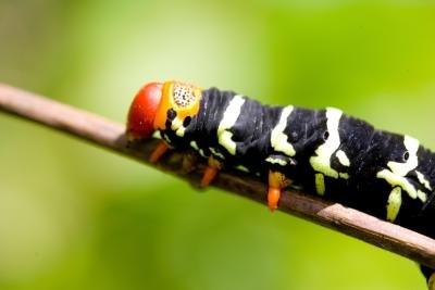 caterpillar headband