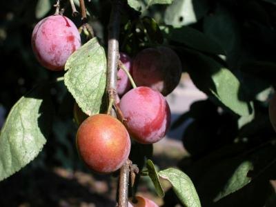 Satsuma Plum Tree