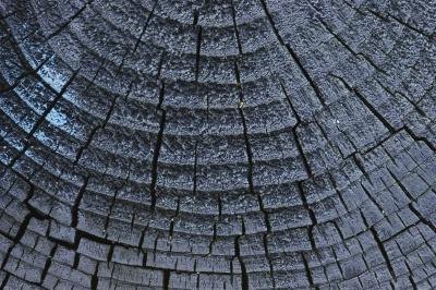 Counting Tree Rings