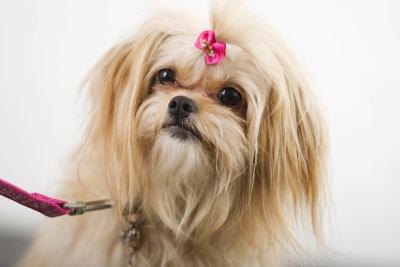 Hair Cuts  Dogs on Pekingese Dogs Have Long Fur Useful For Bows And Clips