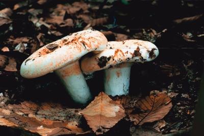 Stem Of Mushroom
