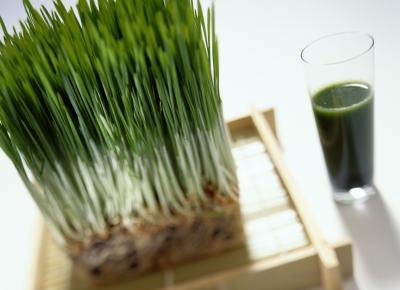 Herbal Fertility Aids on Wheatgrass And Fertility   Ehow Com