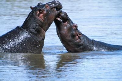 Adaptations of a Hippopotamus