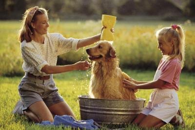 Dog Shampoo Ads