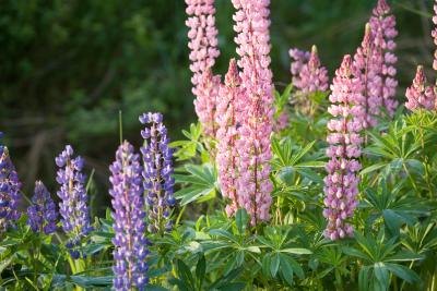 What Is Lupine