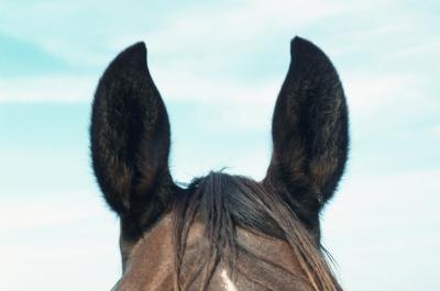 Horse Ear Mites