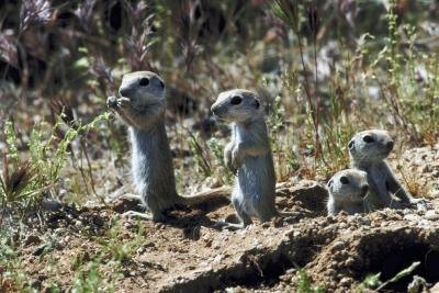 Animals+Digging+Holes+in+Yard ... Yard http://www.ehow.com/info_10074184_animals-dig-holes-gardens.html