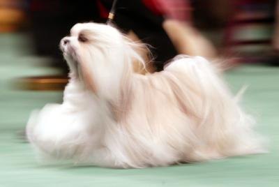 Dogs Hair Cuts Style on Maltese Dog With A Full Length Coat Of Hair In Motion Can Resemble A