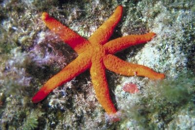 Starfish Scientific Name