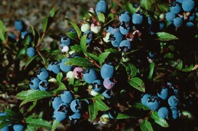 Top Hat Blueberries