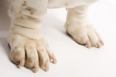 dog paw cleaner