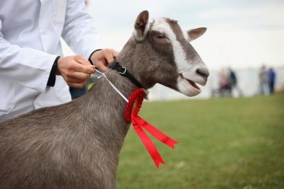 Goat+Grooming+Stands Goat Grooming Stands http://www.ehow.com/how_5949172_build-goat ...