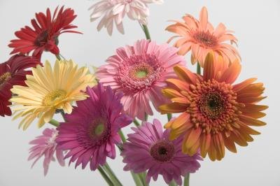 Photo Centerpieces Parties on How To Make A Small Gerbera Daisy Centerpiece Ehow Com