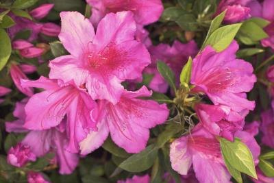   Fertilize Lawn on Colorful Azaleas Often Do Not Need Fertilizer