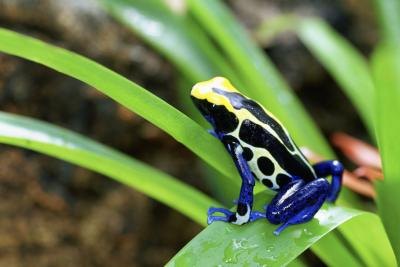 Glass Pocket Frogs