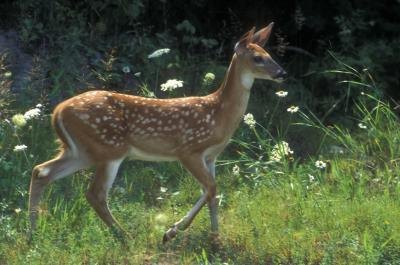 How to Keep a Deer Out of My Garden thumbnail