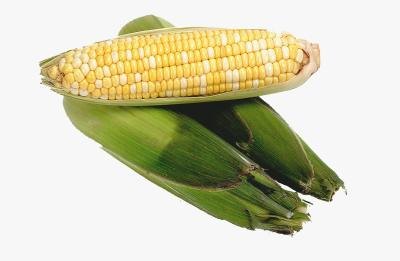 How to Grow Corn the Native American Way | e