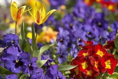 Metal Flower  Edging on How To Make A Flower Bed   Woodworking Project Plans