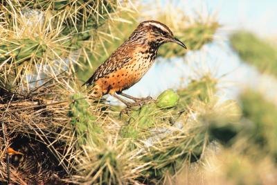 Brown+Bird+with+Long+Beak with long tail rusty brown color yellow body long http www proprofs ...