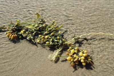 Types Of Seaweed