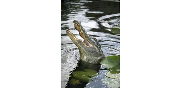 Alligator Behavior