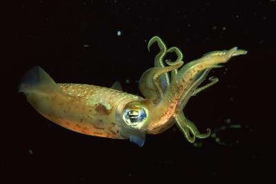 european squid