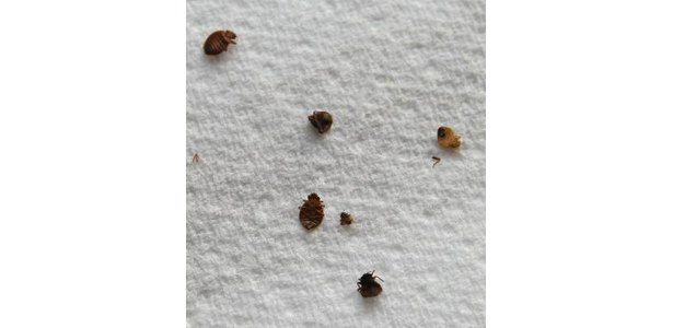 Pictures Baby  Bugs on How To Check For And Treat Bed Bugs   Ehow Com