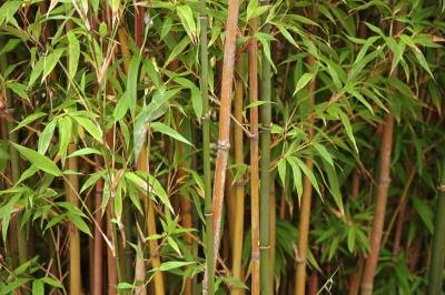 Water Bamboo Plants