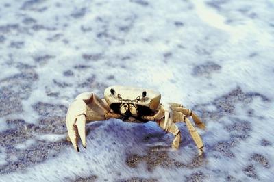 Cave Crab