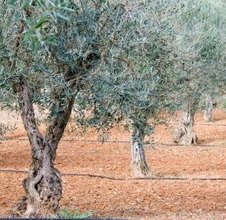 tea olive tree care